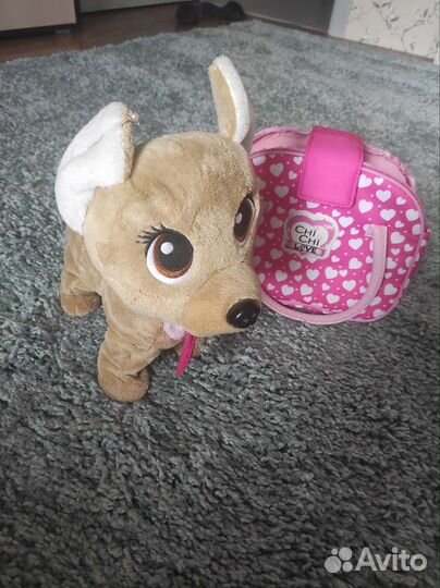 Собака chi chi love