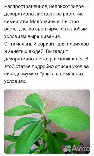 Синадениум Гранта