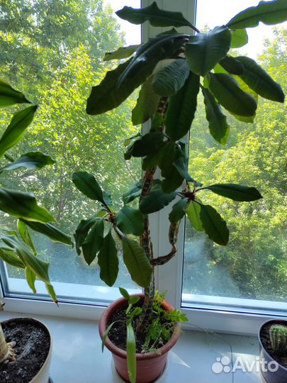 Молочай трехгранный