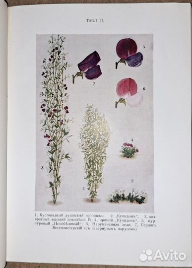 Пённетт. Менделизм. 1913 год