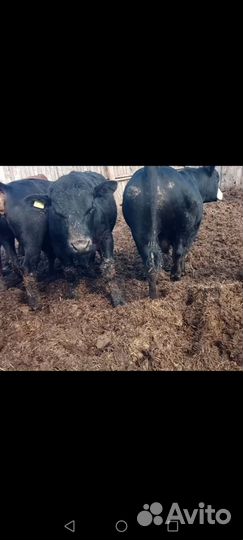 Продажа быков на племя и на мясо