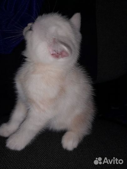 Шотландские котята