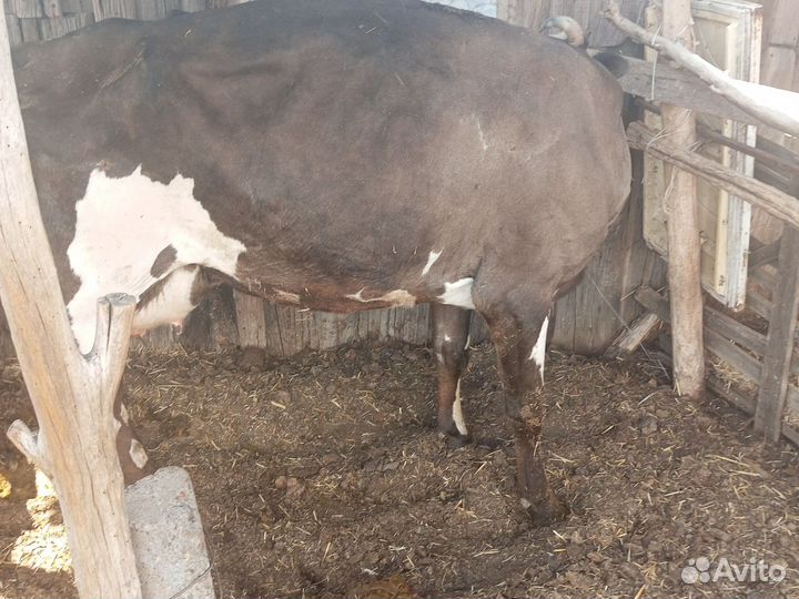 Лошадь с жеребенком, коровы 4шт