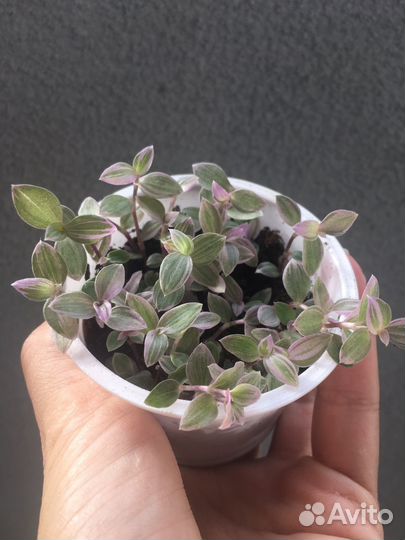 Каллизия 4 сорта