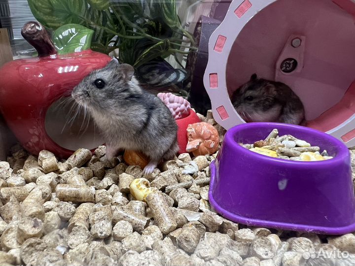 Хомяки