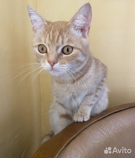 Кот британец