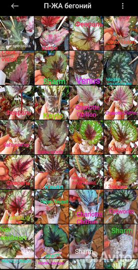 Комнатные растения разные