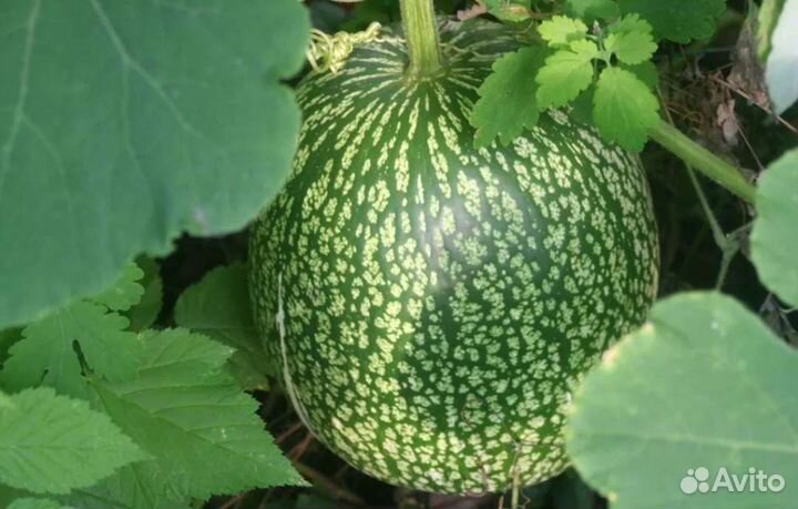 Тыква Арбуз семена