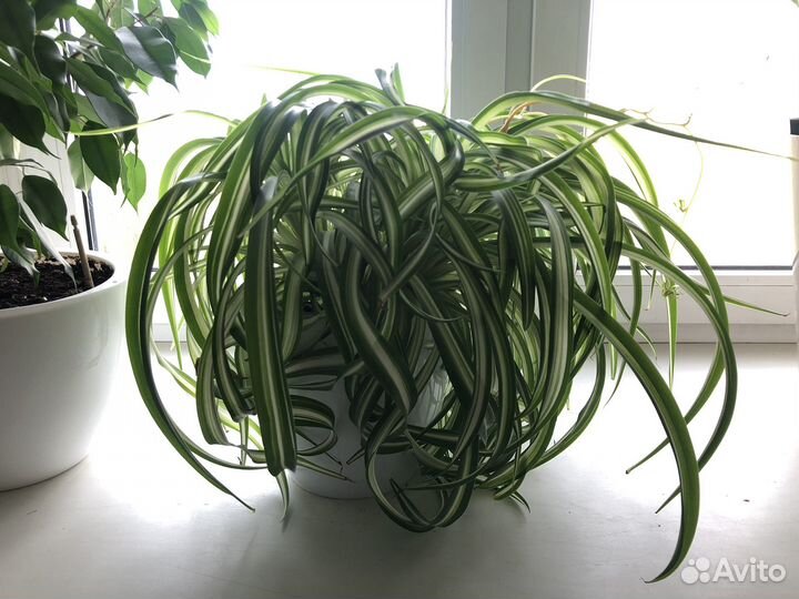 Хлорофитум кудрявый вариегатный