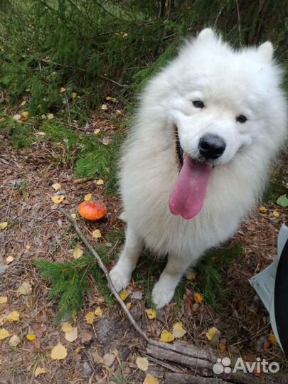 Самоед.Вязка