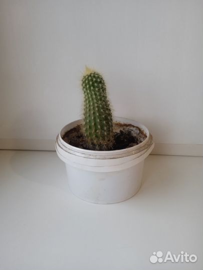 Комнатные цветы. Сансевиерия. Сциндапсус. Молочай