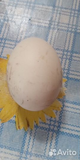 Инкубационное яйцо утки Агидель