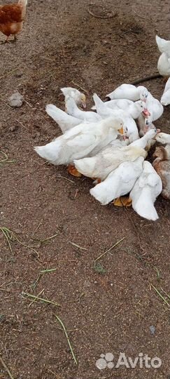 Продам индоутят