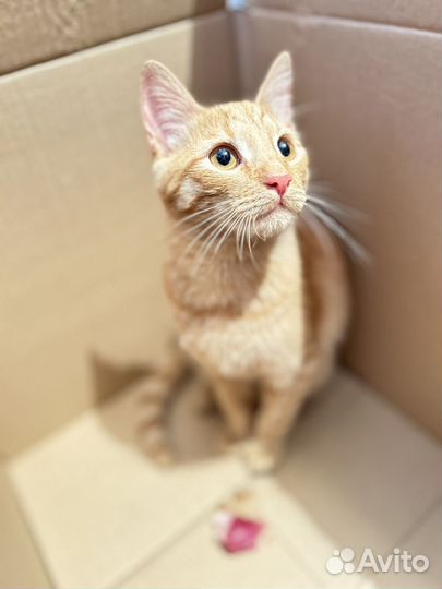 Котик ищет дом