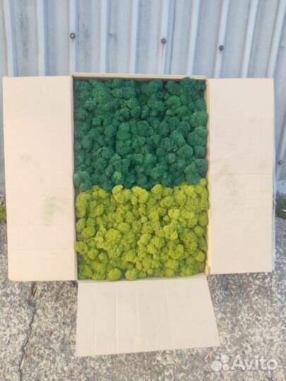 Стабилизированный мох