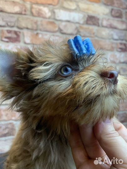 Цветной йорк мерле шоко биро бивер