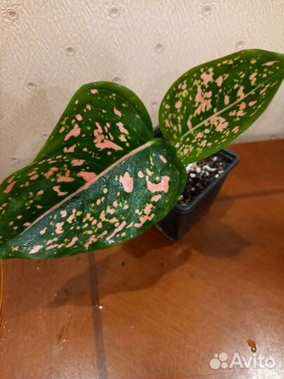 Аглаонемы Далматин,Даенг мане,Пинк аврора