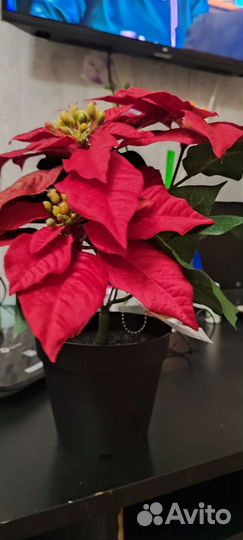 Икеа Искусственное растение