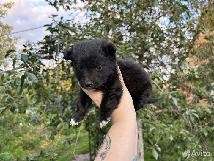 Собака в добрые руки щенок