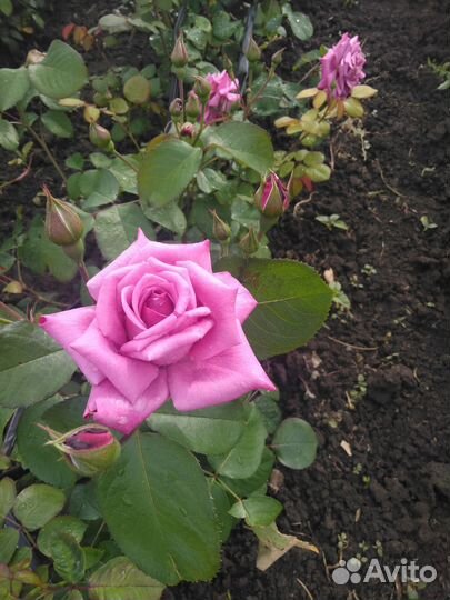 Саженцы роз