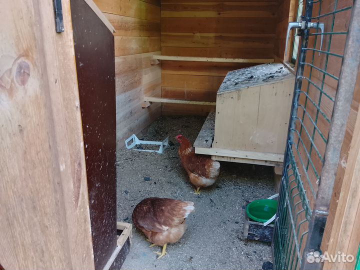 Домашние куриные яйца