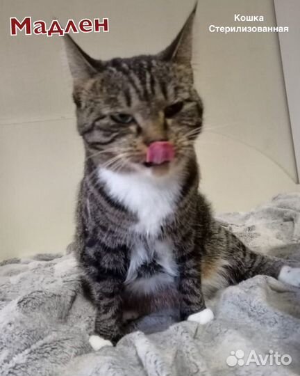 Кошка стерилизованная