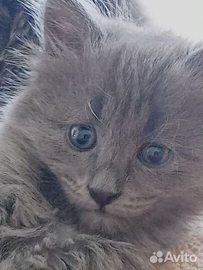 Котята шпротные, возраст 1 месяц, мальчики