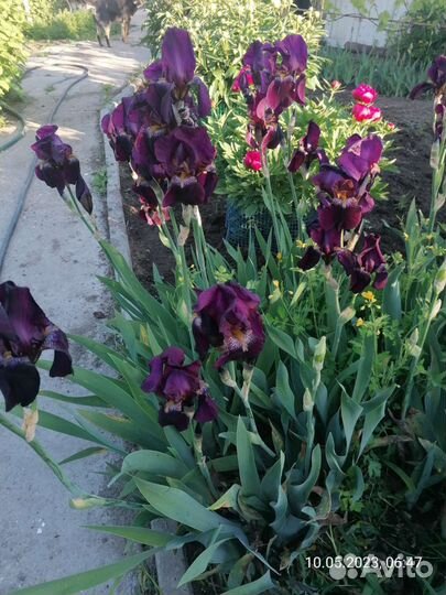 Цветы и кустарники