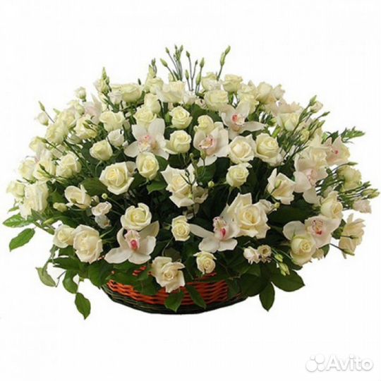 Цветы Розы Букет 25 роз Эквадор. Доставка 24/7