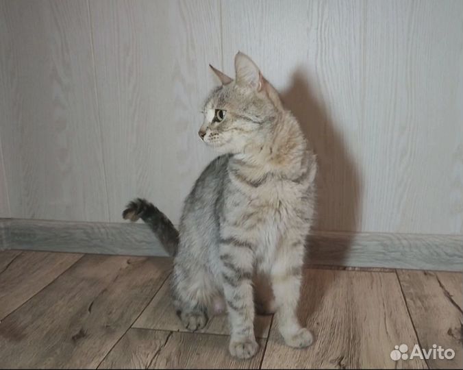Отдам кошечку в добрые руки