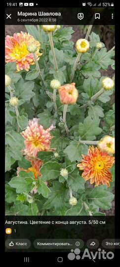 Корейские хризантемы