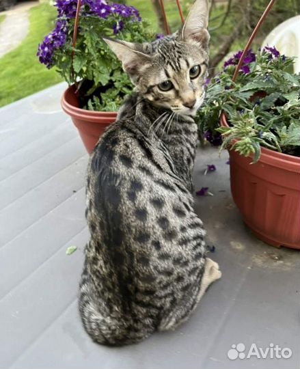 Бенгальская кошка