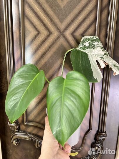 Монстеры разные (3 вида)