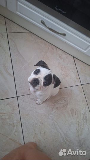 Французский бульдог вязка