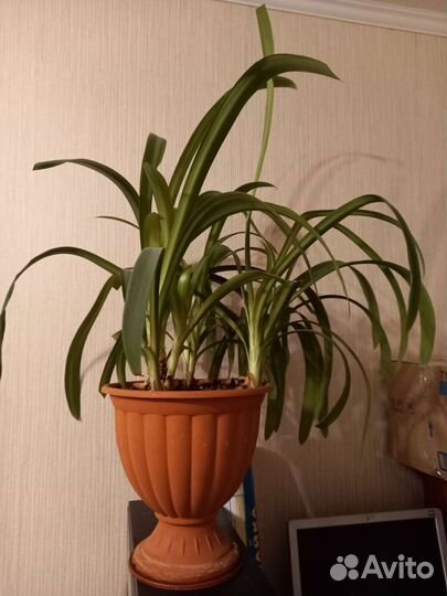 Большой цветок