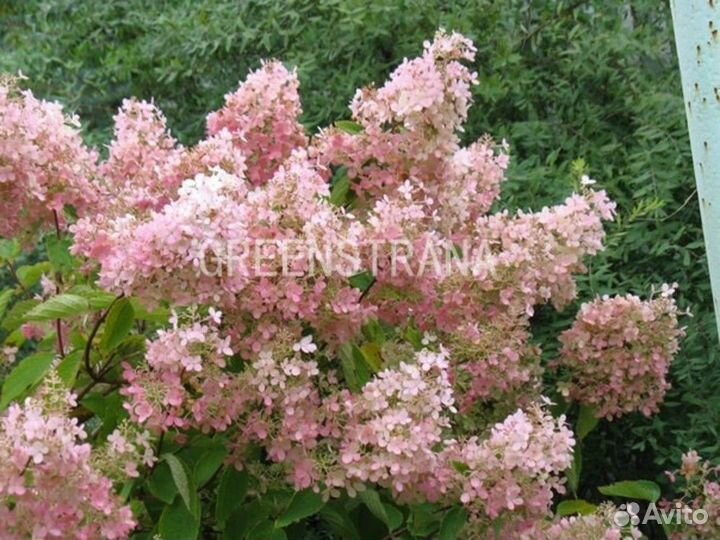 Гортензия метельчатая Pink Lady/С7,5