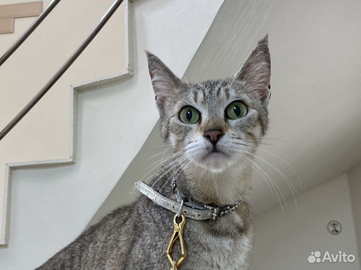 Кошечка чаузи/ пиксибоб Снежана