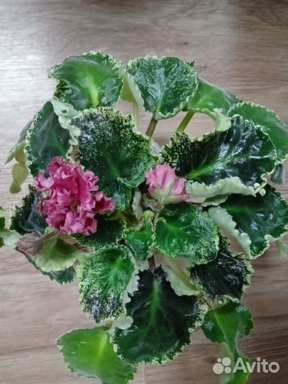 Листики фиалки