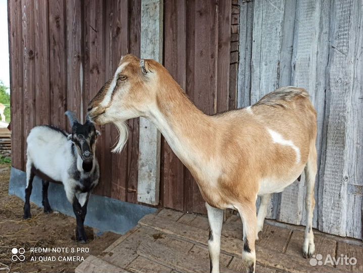 Козы породистые