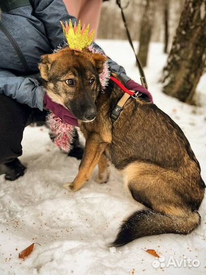 Ласковая и дружелюбная девочка грустит в клетке