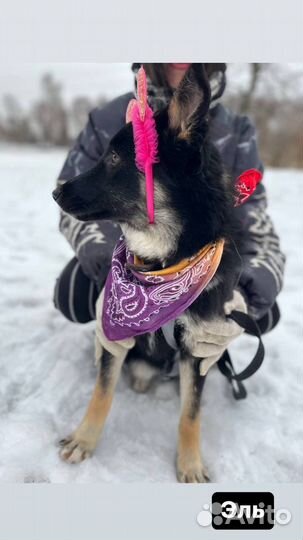 Нежный добрый щенуля грустит в клетке