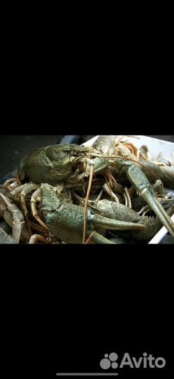 Живые раки Оптом