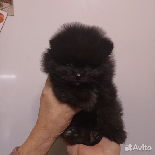 Померанский шпиц