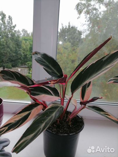 Строманта мультиколор