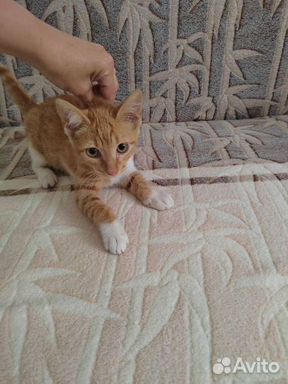 Кошки в добрые руки бесплатно