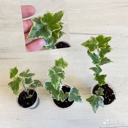 Плющи декортативные, вьюны для фитостен