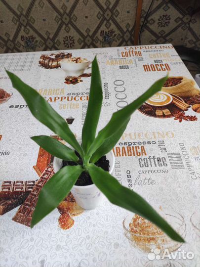 Комнатные цветы