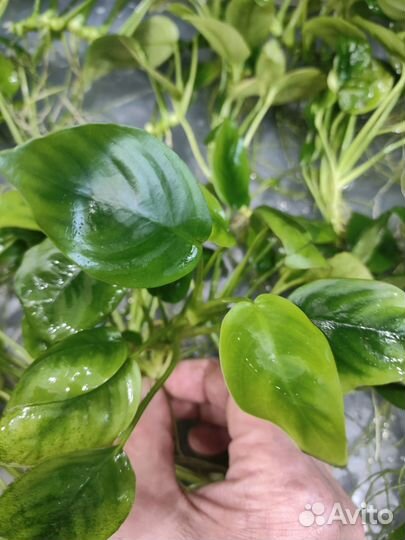 Аквариумные растения