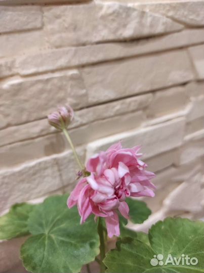 Пеларгония Tierp