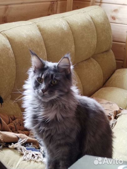 Котята мейкун
